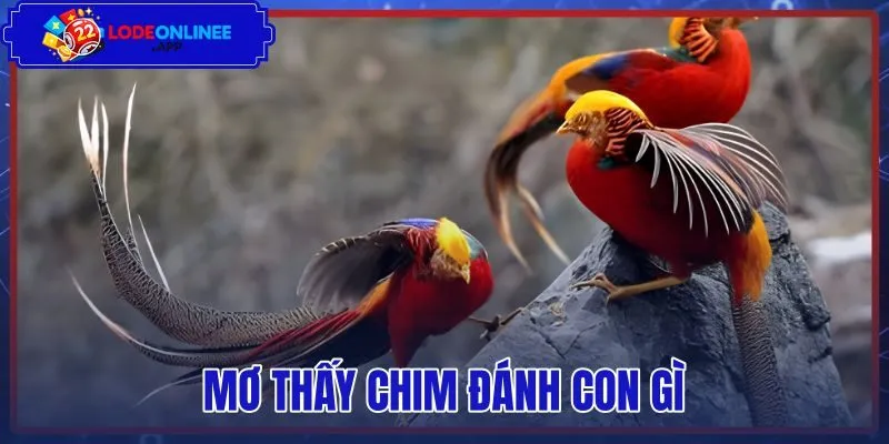 Mơ Thấy Chim Đánh Con Gì - Tra Sổ Mơ 56 80 Và Điềm Báo