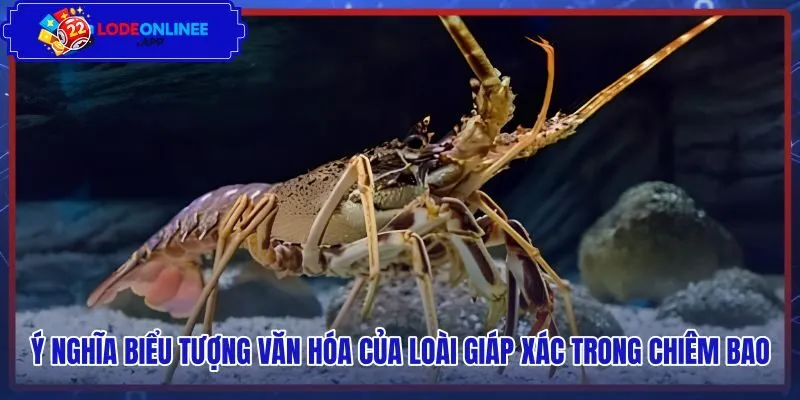 Biểu tượng phong thủy và bài học lột xác vượt nghịch cảnh